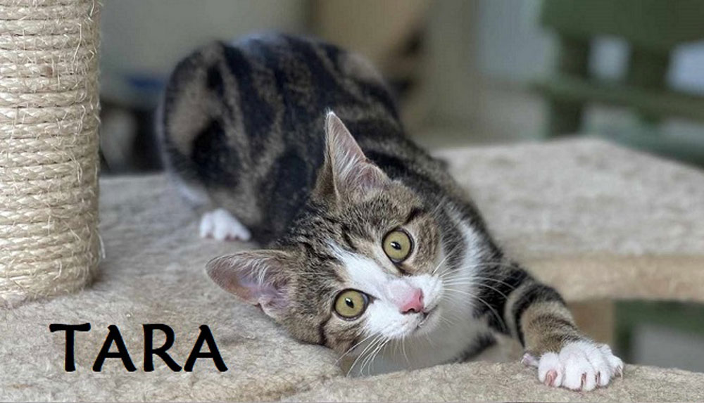 Tara